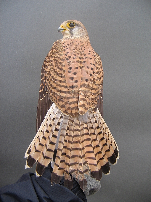 Common Kestrel, Sundre 20070513